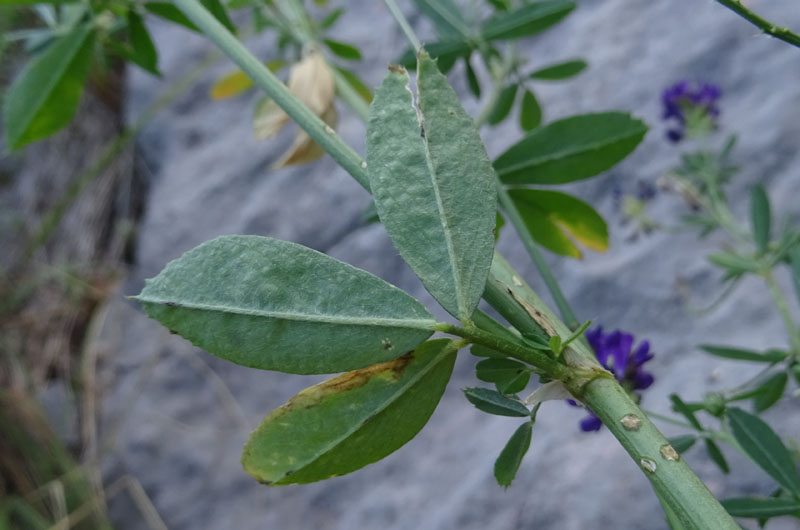 Medicago sativa - Fabaceae